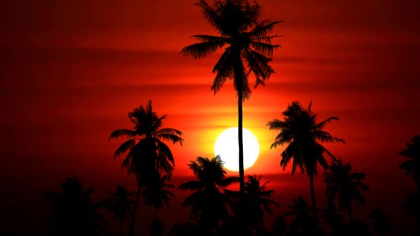 Coucher de soleil ciel rouge et lune de sang se lèvent nuage et silhouette cocotiers dans le champ — Video