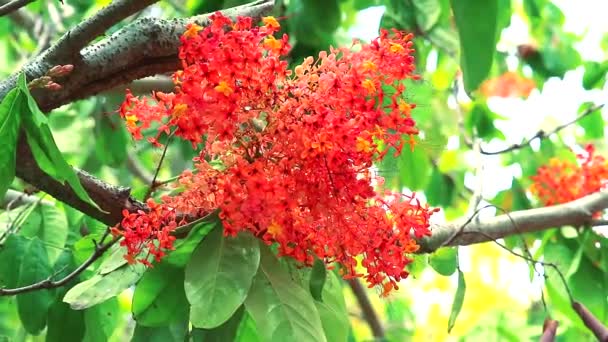 Asoka, Saraca, Bolesne kwiaty bukiet drzewa kwitnie w ogrodzie — Wideo stockowe