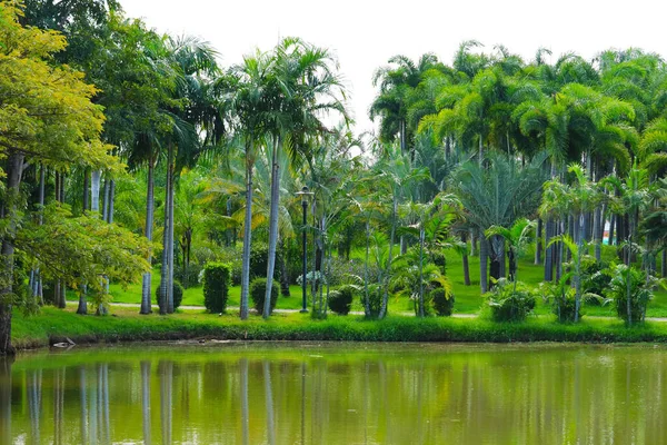 Palmiers Forêt Surface Eau Verte Lac Dans Parc — Photo