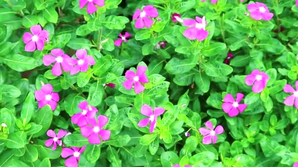 Rosa blanco madagasca periwinkle, rosa periwinkle y hojas verdes en el jardín — Vídeos de Stock