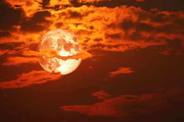 Wolf Blood Moon Back Silhouette Red Orange Cloud Night Sky — Stock Photo, Image