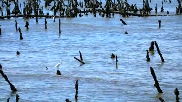 Egret stand no velho pólo em abandonar ostra fazenda no mar — Vídeo de Stock