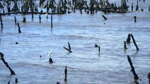 Egret állni a régi rúd az elhagyott farm osztriga a tengerben — Stock videók