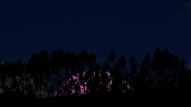 4k süper pembe ay, çam ağaçlarının siluet hattına doğru yükseliyor.
