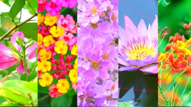 Five flowers in the garden in summer season — Stock Video