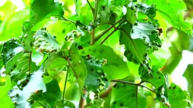 Santol yapraklarındaki Santol erinyum akarları çevre sorunudur.