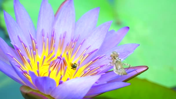 Bin hitta söt på pollen av ljus lila lotus blomma blommar i damm och insekt fläckar på löv — Stockvideo