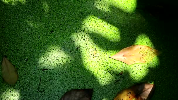 Droge bladeren op eendenkroos op het oppervlak van de schaduw van de boom — Stockvideo