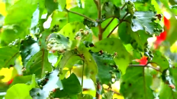 Santol-Eriniummilbe auf Santol-Blättern ist Umweltproblem — Stockvideo