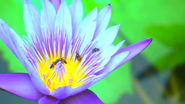 Abejas encuentran dulce en el polen de la flor de loto púrpura claro — Vídeos de Stock