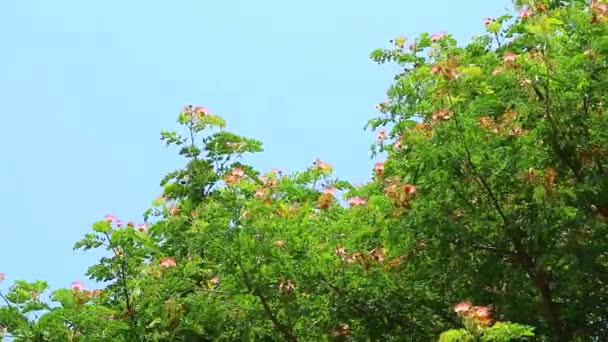 Árbol de la lluvia, Nogal de las Indias Orientales, Mono Pod Gran planta perenne, 15-20 metros de altura, con muchas ramas, hojas pequeñas, flores rosadas — Vídeo de stock