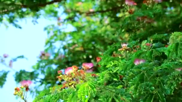 Rain Tree, East Indian Walnut, Monkey Pod και ροζ λουλούδια ανθίζουν στον κήπο — Αρχείο Βίντεο