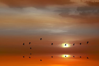 Gün batımının deniz ve siluet kuşlara yansıması su yüzeyinde eve doğru uçuyor.