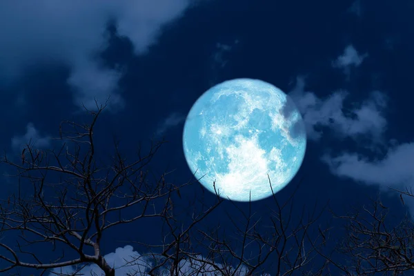 Lua Azul Cheia Volta Silhueta Nuvem Macia Árvore Branck Seco — Fotografia de Stock