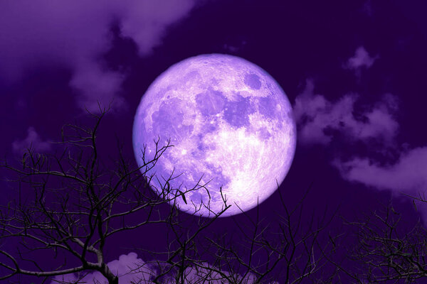 Purple Blue moon back silhouette soft cloud dry branck tree on night sky, Elements of this image furnished by NASA