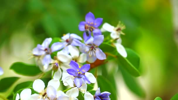 Abelha movimento sobre o pólen de Lignum vitae azul flores brancas — Vídeo de Stock