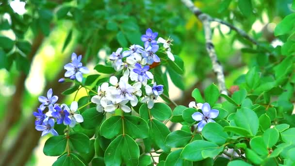 Abeja en el polen de Lignum vitae azul flores blancas 1 — Vídeos de Stock
