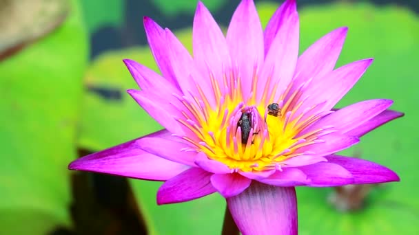 Abejas encuentran dulce en el polen de flor de loto rosa claro floreciendo en el estanque — Vídeo de stock