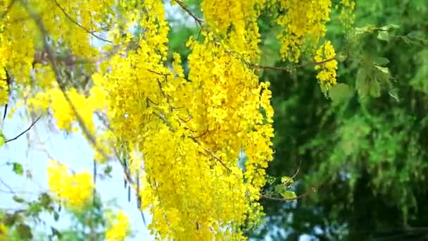 金黄色的阵雨或仙人掌花束黄色的花朵在花园里盛开 — 图库视频影像