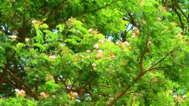 Yağmur Ağacı, Doğu Hindistan Cevizi, Pembe Maymun Çiçeği Parkta