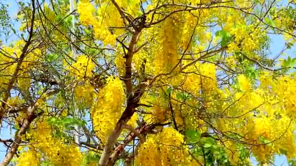 Ducha dorada o ramo de fístulas Cassia flores amarillas que florecen — Vídeo de stock