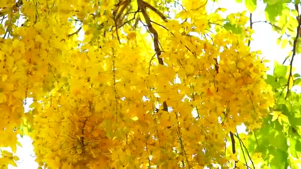 depositphotos_365450548-stock-video-golden-shower-or-cassia-fistula.jpg