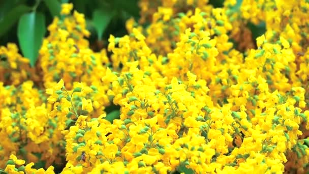 Viele Bienen und Birma Padauk Bouquet gelbe Blumen — Stockvideo