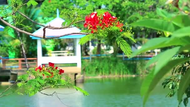 Rote Flamme Baum und verschwimmen Pavillon neben dem See und winken auf dem Wasser — Stockvideo