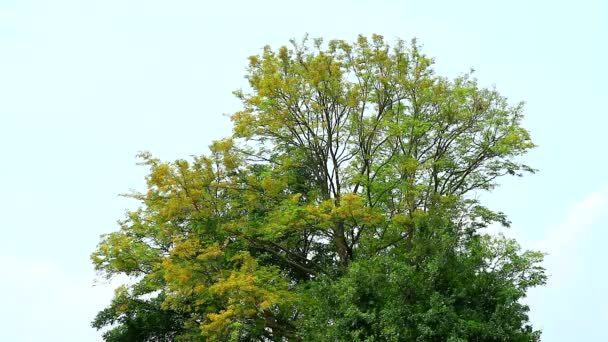 Fogkefe fa, sziámi durva bokor sárga virág virágzik — Stock videók