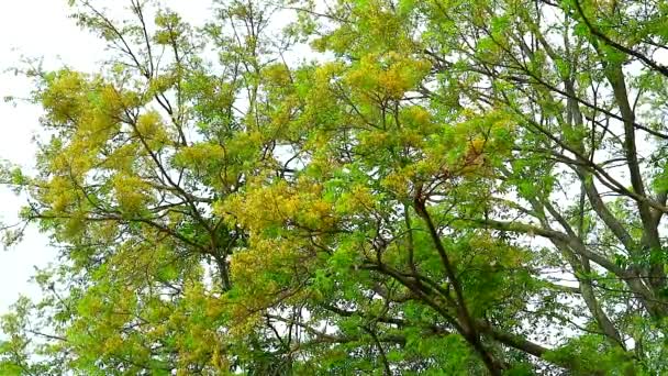 Árbol de cepillo de dientes, Arbusto áspero siamés, Streblus aspera Lour flor amarilla floreciendo — Vídeo de stock