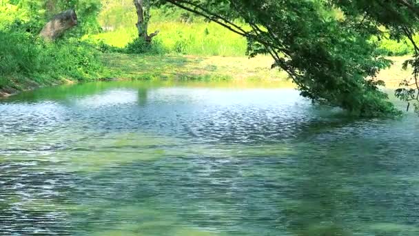 Árbol de ramas sobre la superficie del lago y flores que florecen en la temporada de verano — Vídeos de Stock