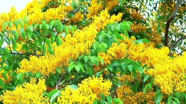 Бурма - падаук з дерев "яного букету жовті квіти, що цвітуть у саду. — стокове відео