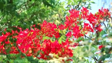 Kırmızı alev ağacı, parktaki Royal Poinciana yaz mevsiminde rüzgarla hareket ediyor.