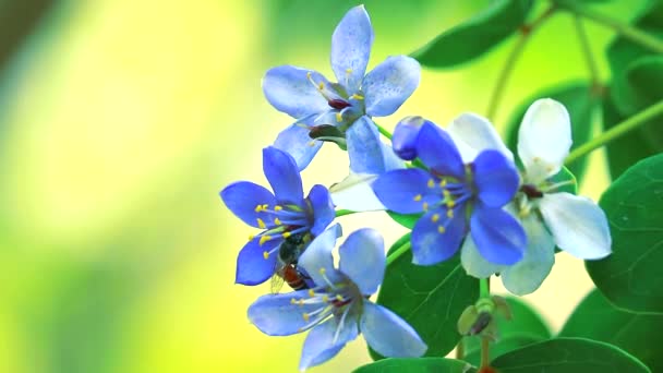 Lignum vitae blå vita blommor blommar i suddig trädgård och biet hittar nektar1 — Stockvideo