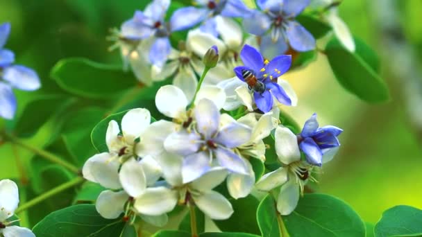 Lignum vitae azul flores brancas florescendo no jardim borrão e abelhas estão encontrando néctar — Vídeo de Stock