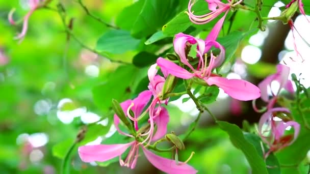 Фиолетовый цветок Орхидеи, розовый цветок Баухинии, цветущий в саду — стоковое видео