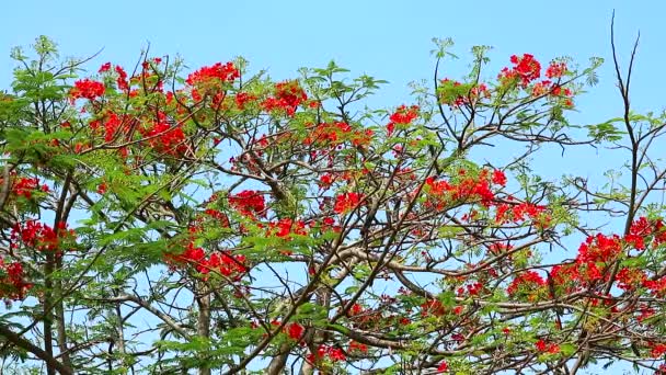 Roter Flammenbaum, Royal Poinciana im Park, der sich in der Sommersaison durch Wind bewegt — Stockvideo