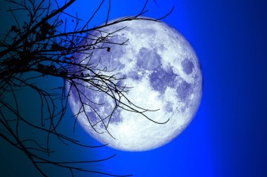 Gece gökyüzünde süper dolunay. Kuru dal ağacı, NASA tarafından desteklenen bu görüntünün elementleri.