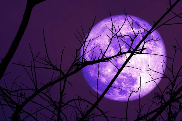 Super Cold Moon Céu Escuro Silhueta Árvore Seca Noite Elementos — Fotografia de Stock