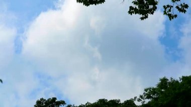 Güzel mavi gökyüzü ve beyaz bulutlar yazın ağaçların üzerinde hareket ediyor.