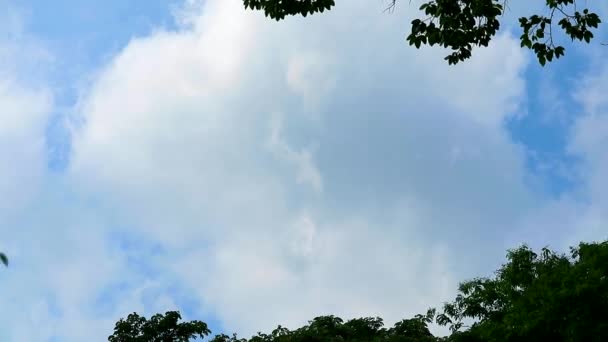 夏天，美丽的蓝天和白云缓缓地掠过树木 — 图库视频影像