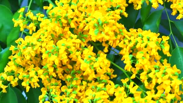 Abeja y Burma padauk ramo flores amarillas floreciendo — Vídeos de Stock