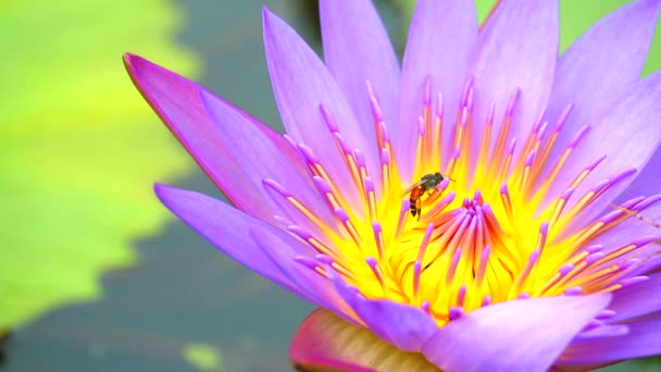 Abeja encontrar dulce en el polen de flor de loto púrpura en el jardín — Vídeo de stock