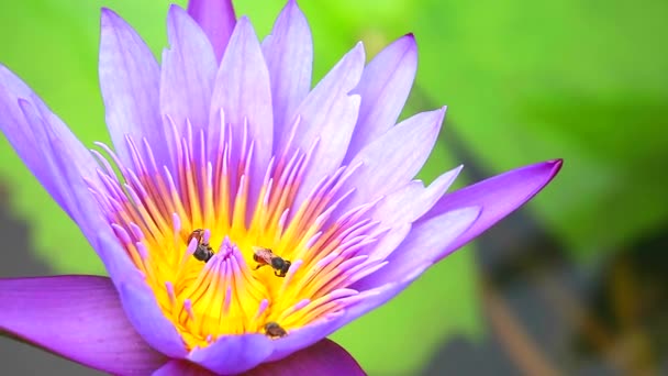 Bin hittar söt på pollen av ljusrosa lotusblomma i trädgården — Stockvideo