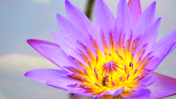 Abeilles trouver doux sur le pollen de fleur de lotus pourpre floraison dans l'étang — Video