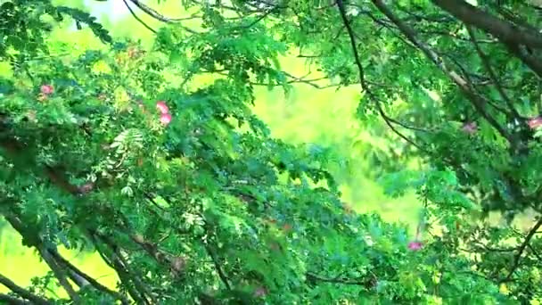 Astbaum über der Oberfläche und Unschärfe des Teichhintergrundes — Stockvideo