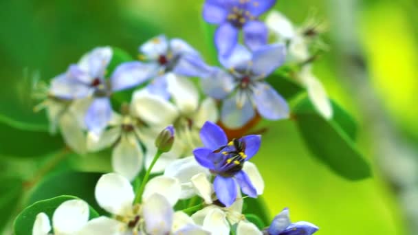 Lignum vitae kék fehér virágok virágzik a kertben, és a méh megtalálja nektár — Stock videók