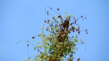 Ot çiçeği tırmanışı ve hasar antenleri bahçıvan sorunudur.