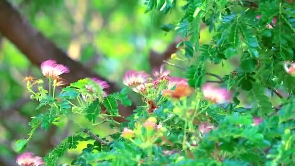 Árbol de lluvia, Nogal de las Indias Orientales, Mono Pod Planta perenne grande1 — Vídeos de Stock