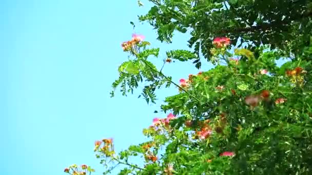 Árbol de lluvia, nuez de las Indias Orientales, bacalao mono y cielo azul — Vídeos de Stock